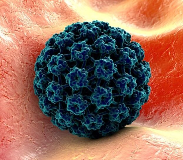 Қолдардағы сүйелдерді тудыратын HPV вирусының 3D моделі